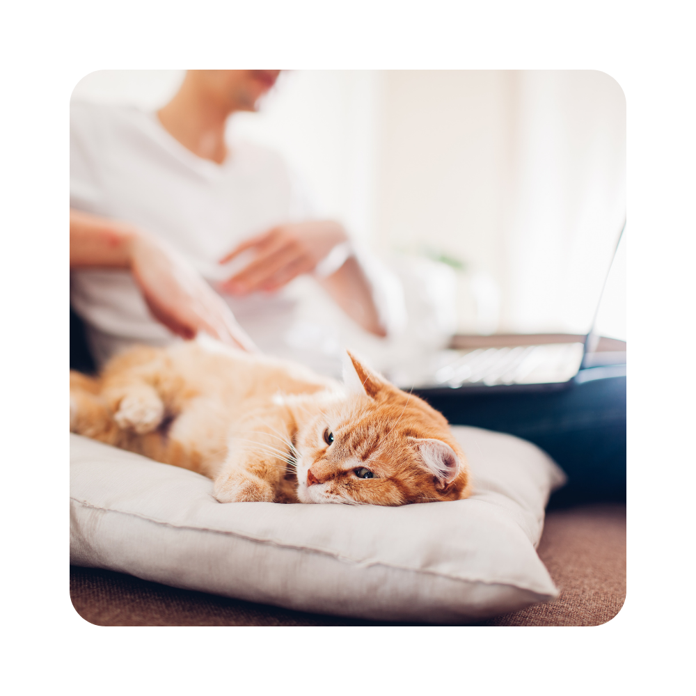 Finding Unauthorized Pets-1